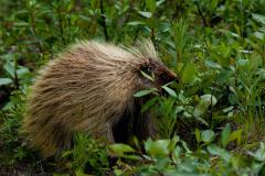 Porcupine, Quill