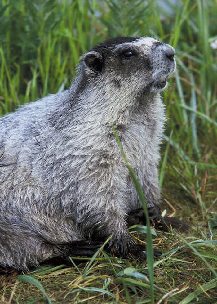 Hoary Marmot