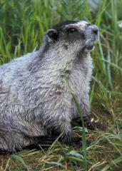 Hoary Marmot
