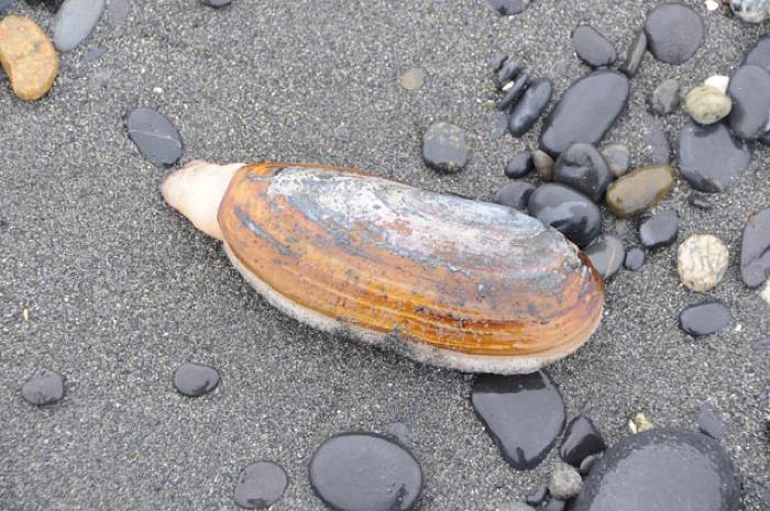 Razor Clam