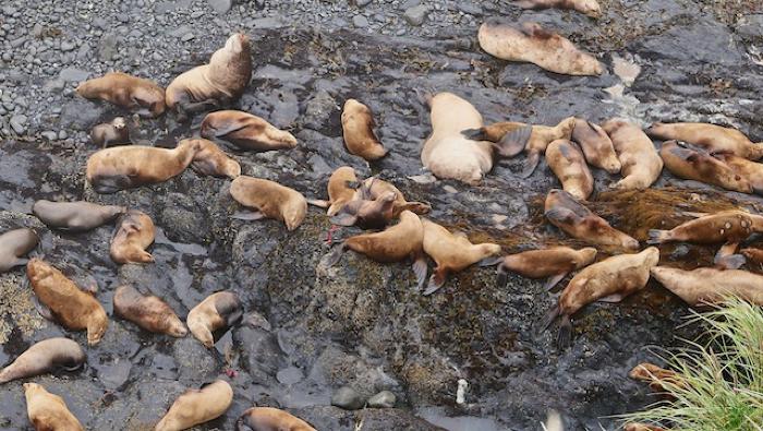 Sea Mammal Haulout Rock