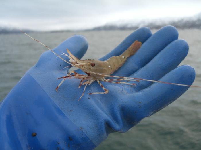 Shrimp