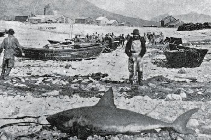 Shark