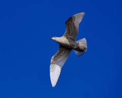 Fly