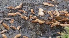 Sea Mammal Haulout Rock