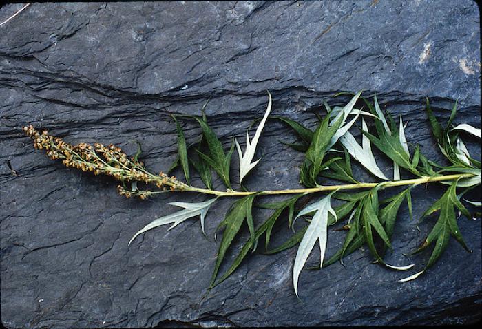 Common Wormwood, Silverleaf