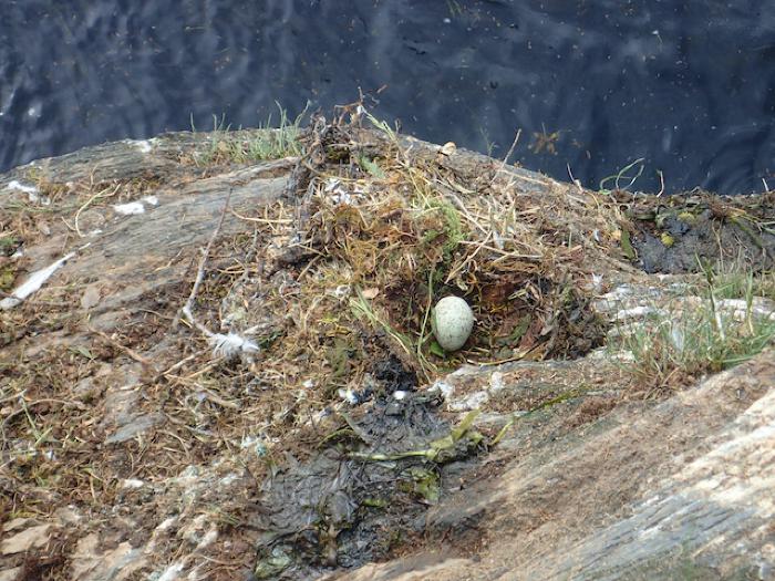 Nest