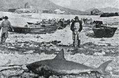 Shark