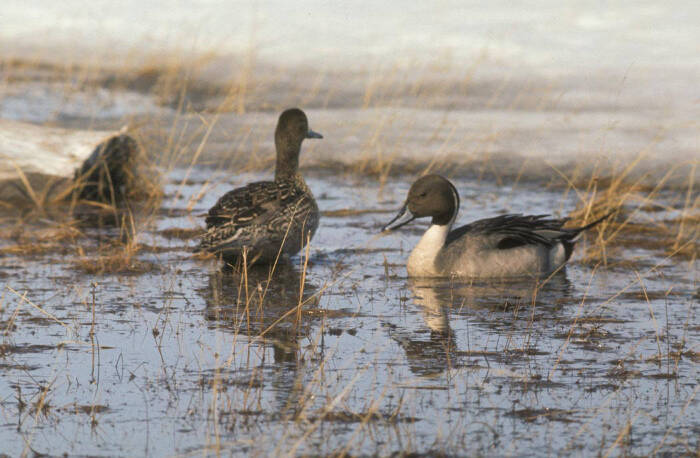 Pintail Duck