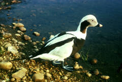 Long-Tailed Duck
