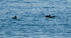 Whistler Duck / Scoter