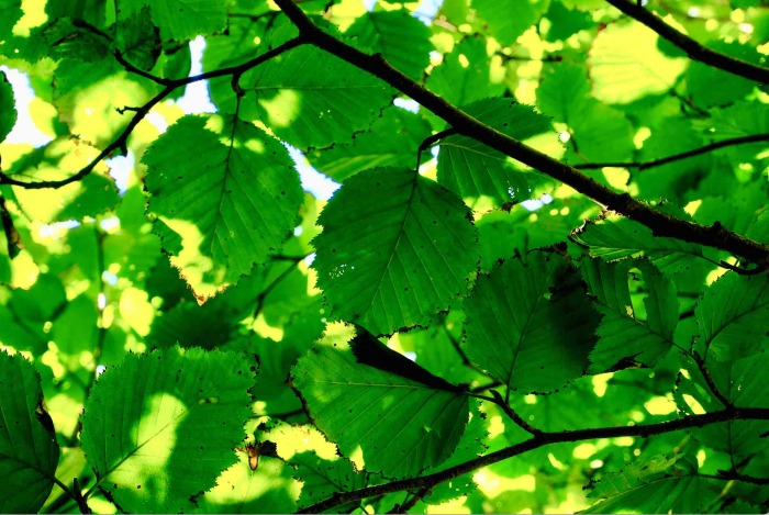 Leaf
