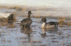 Pintail Duck