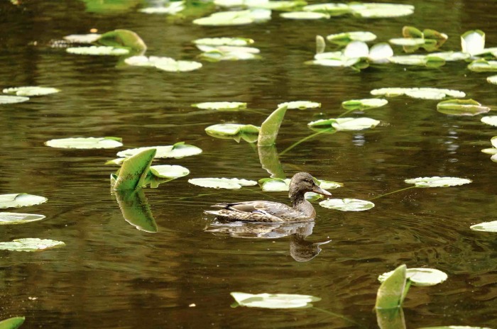 Mallard