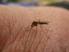 Mosquito