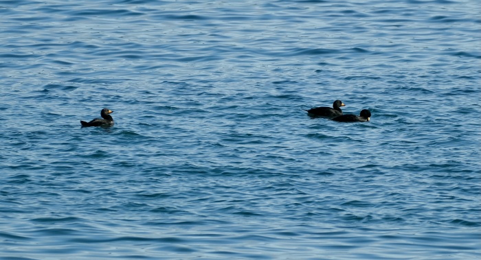 Whistler Duck / Scoter