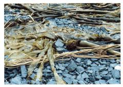 Bull Kelp