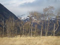 Cottonwood