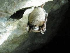 Bat