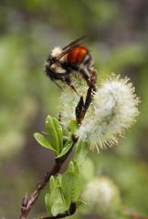 Bumblebee