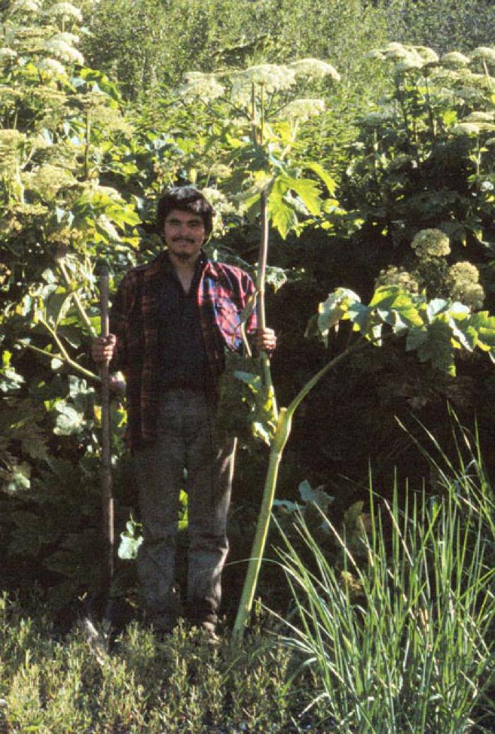 Cow Parsnip