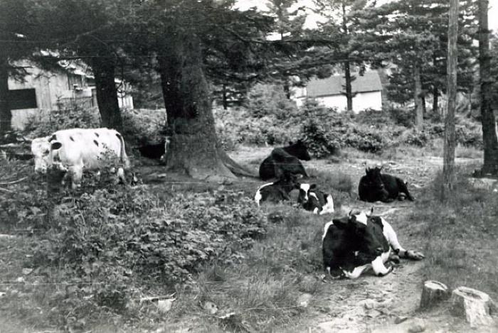Cow
