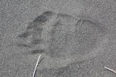 Bigfoot