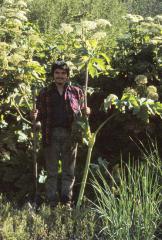 Cow Parsnip