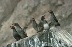 Crested Auklet