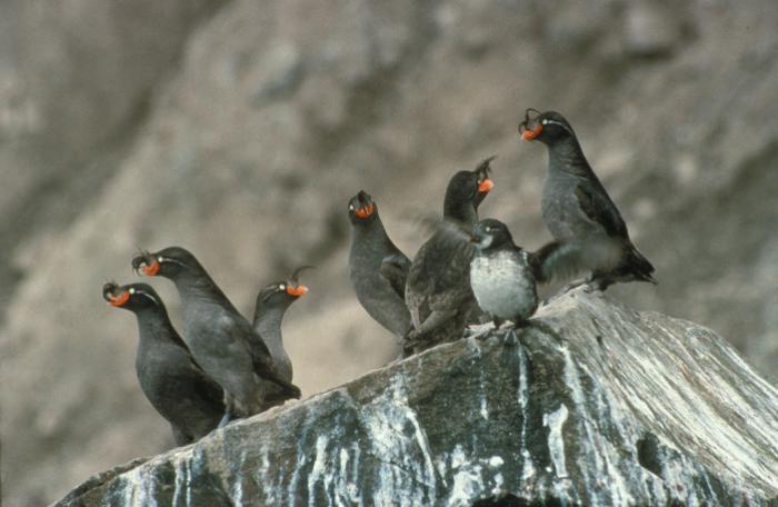 Crested Auklet
