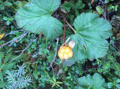 Cloudberry