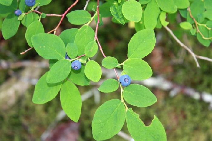 Blueberry