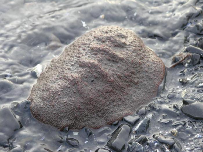 Chiton
