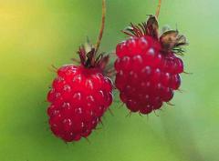 Berry