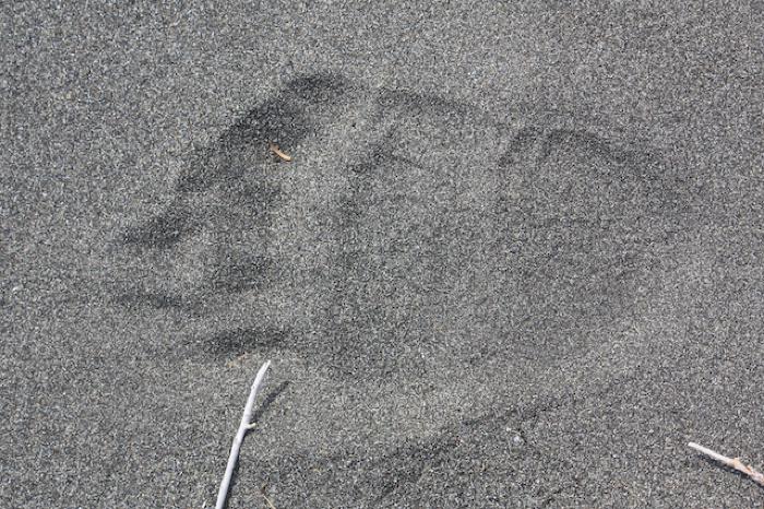 Bigfoot