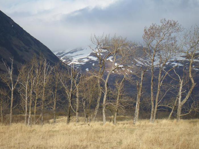 Cottonwood