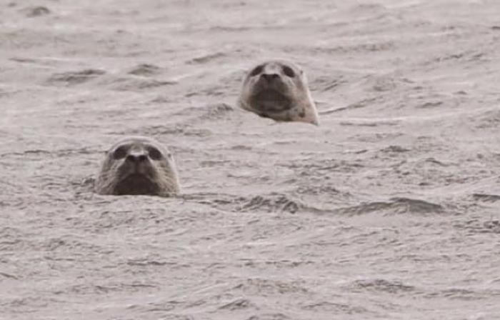 Baby Seal, Seal Cub