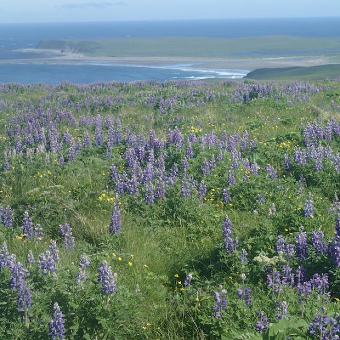 Chirikof Island