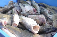 Cod