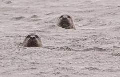 Baby Seal, Seal Cub