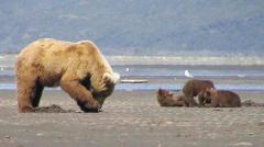 Bear