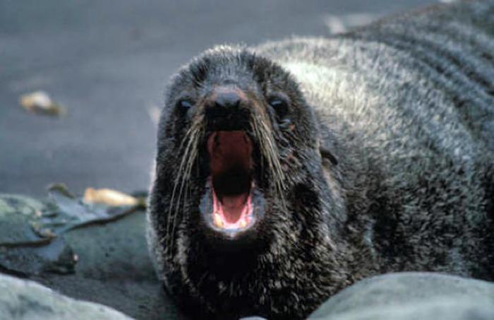 Fur Seal