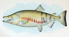 Dog Salmon