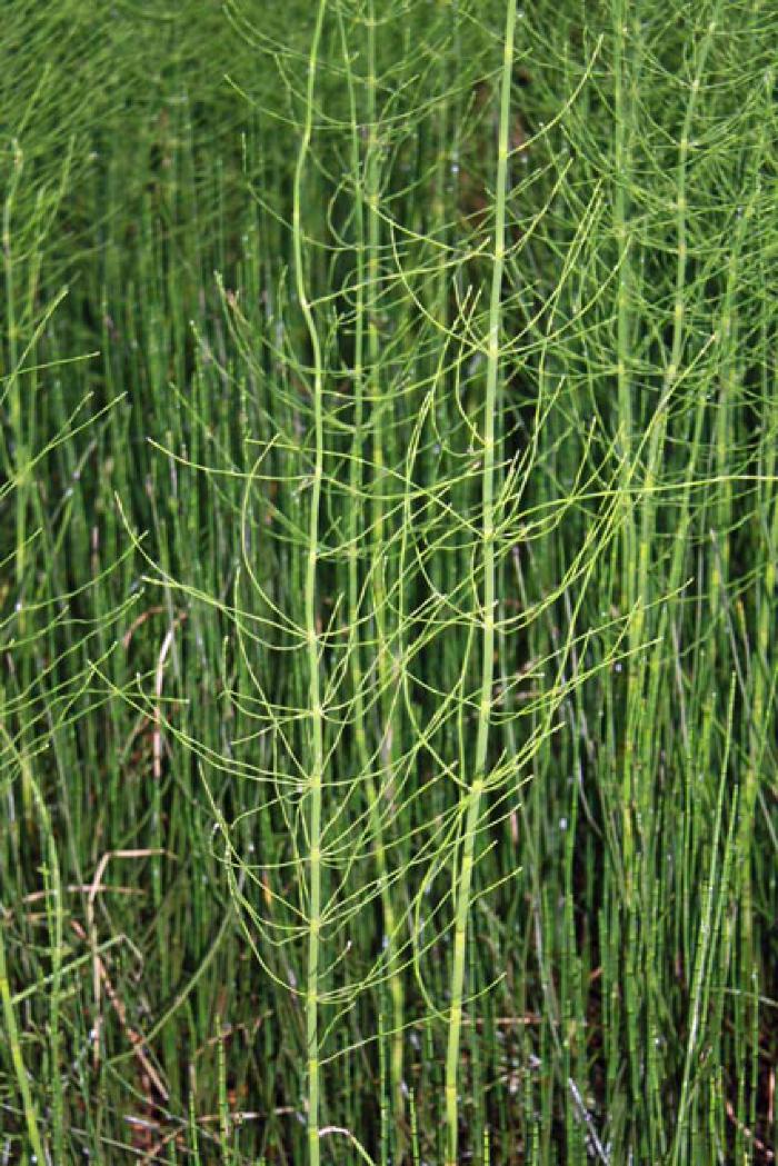 Horsetail