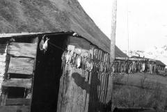 Herring