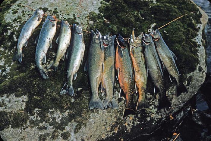 Dolly Varden