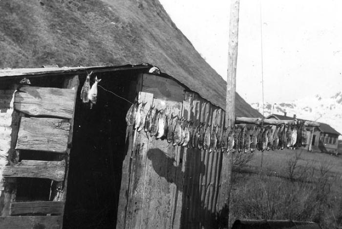 Herring