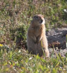 Ground Squirrel
