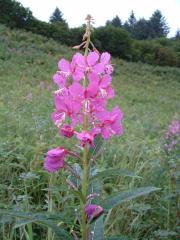 Fireweed