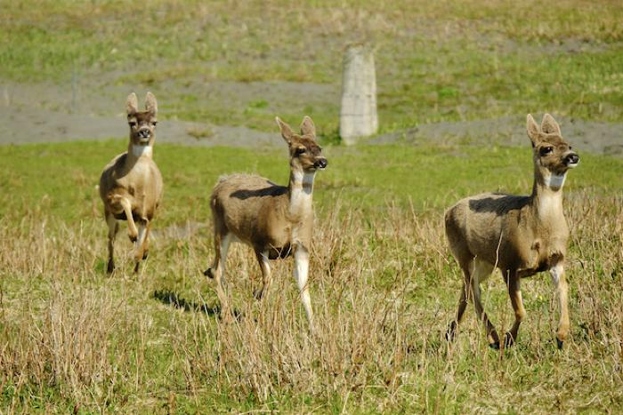 Deer